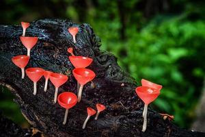 copo de fungos de cogumelos. foto