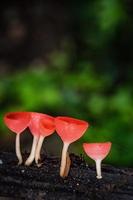 copo de fungos de cogumelos. foto