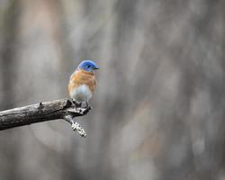 pássaro azul oriental empoleirado na extremidade do membro foto