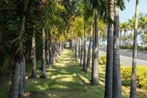 praia de miami perto da praia de chalatat no parque songkhla, tailândia. belo marco de songkhla com coqueiro e caminho de estrada. foto