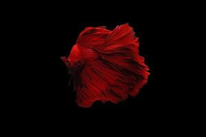 peixe betta supervermelho ou peixe-lutador momento em movimento de cauda de meia lua colorida isolada em fundo preto foto