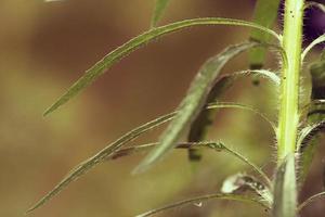 um close-up de uma planta foto