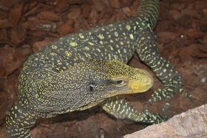 um varanus em uma rocha foto