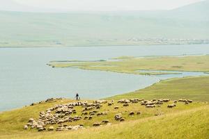 pastor a cavalo com ovelhas pelo lago paravani no verão foto
