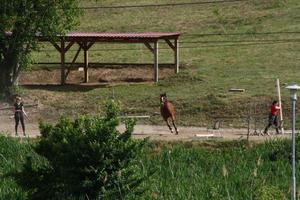 um grupo de girafa em cima de um campo coberto de grama foto