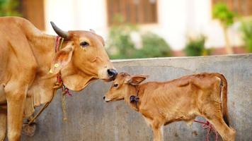 a vaca marrom está limpando o bezerro. foto