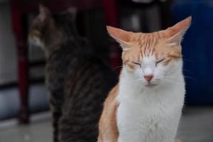 gato malhado laranja está sentado e fecha os olhos para dormir foto