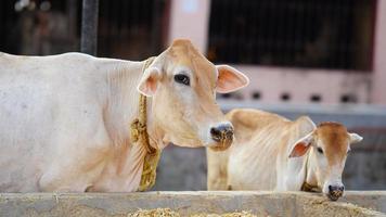 o foco seletivo da vaca leiteira indiana foto