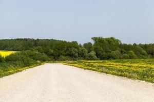 primavera de estrada, campo foto