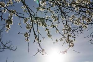 rendimentos de cereja de pomar foto