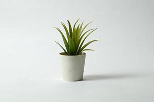 planta em um vaso isolado no fundo branco foto