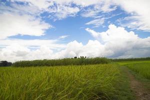 belos campos de arroz verde com céu nublado contrastante foto