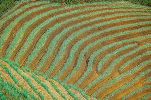campo de arroz em terraços na época da colheita, destino de viagem popular. foto
