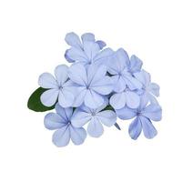 lindas flores azuis de cape leadwort ou plumbago auriculata. feche o pequeno buquê de flores azuis na folha verde, isolada no fundo branco. foto