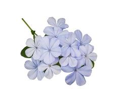 lindas flores azuis de cape leadwort ou plumbago auriculata. feche o pequeno buquê de flores azuis na folha verde, isolada no fundo branco. foto