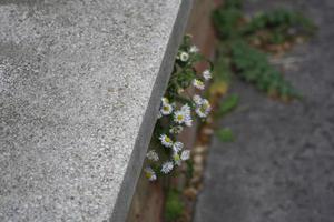 um close-up de uma planta sob o prédio de tijolos foto