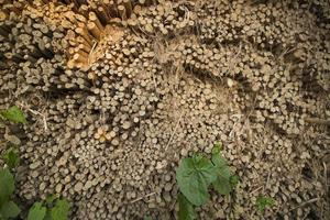 linhas e linhas de juta marrom varas textura de fundo de um campo foto