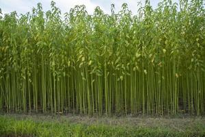 campo de plantação de juta verde. fundo de textura de planta de juta crua. esta é a chamada fibra dourada em bangladesh foto