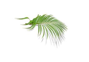 folha verde de palmeira com sombra no fundo branco foto