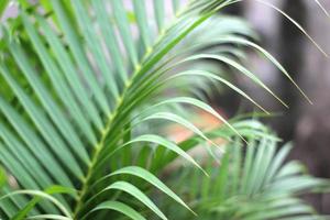 folha de palmeira tropical verde com sombra na parede branca foto