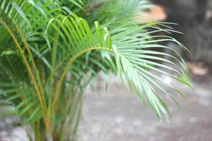 folha de palmeira tropical verde com sombra na parede branca foto