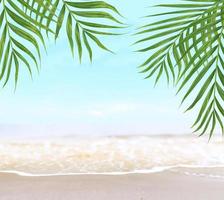 coqueiro verde deixa árvores na bela praia de areia foto