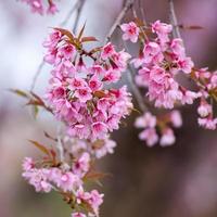 close-up, linda flor de cerejeira, chiang mai, tailândia foto