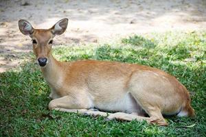 um cervo fêmea bonito senta-se no chão no zoológico aberto de khao kheow na tailândia foto