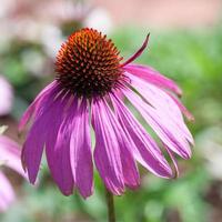 coneflowers roxos, close-up, foco seletivo foto