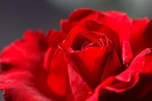 close-up de rosa vermelha com desfoque de fundo foto