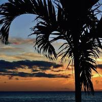 pôr do sol havaiano com silhueta de palmeira foto