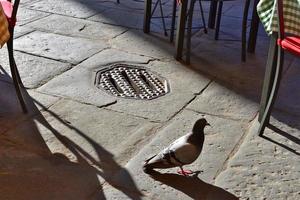 pombo na calçada no café italiano foto