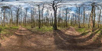 panorama hdri esférico completo vista de ângulo de 360 graus na trilha de pedestres de cascalho e caminho de ciclovia na floresta de pinheiros perto de enormes carvalhos em dia ensolarado de primavera em projeção equirretangular. conteúdo vr foto