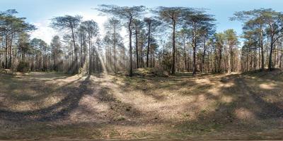 panorama hdri esférico completo vista de ângulo de 360 graus na trilha de pedestres de cascalho e caminho de ciclovia na floresta de pinheiros em dia ensolarado de primavera em projeção equirretangular. conteúdo vr foto