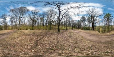 panorama hdri esférico completo vista de ângulo de 360 graus na trilha de pedestres de cascalho e caminho de ciclovia na floresta de pinheiros perto de enormes carvalhos em dia ensolarado de primavera em projeção equirretangular. conteúdo vr foto