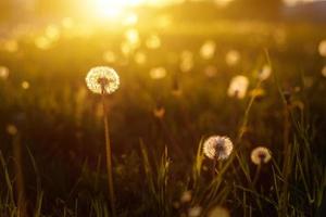 dentes de leão nos raios dourados do sol poente como pano de fundo da natureza foto