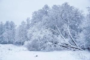 paisagem de inverno. árvores cobertas de neve com geada. conto de fadas de inverno foto