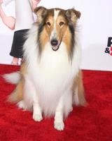 los angeles, 5 de março - lassie no mr peabody and sherman premiere no village theatre em 5 de março de 2014 em westwood, ca foto