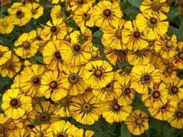 flores de helenium sneezeweed após um banho de chuva foto