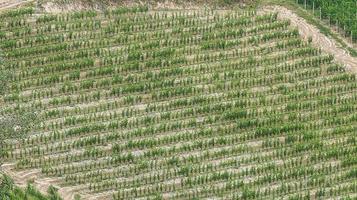 uma bela textura de vinhedos de uva no langhe piemontês em monta d'alba, no verão de 2022 foto