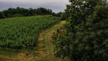 paisagens de monta d'alba na langhe piemontesa durante a mangialonga de 2022 foto