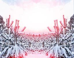 floresta na geada. paisagem de inverno. árvores cobertas de neve. foto