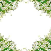 flor de jasmim branco. foto