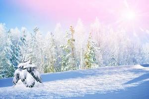 floresta de inverno congelado com árvores cobertas de neve. foto