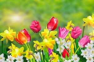 flores da primavera narcisos e tulipas foto