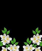 flor branca de jasmim isolada em fundo preto foto