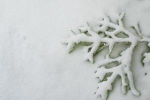 paisagem de inverno. árvores cobertas de neve foto