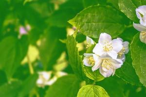 jasmim branco o ramo delicadas flores da primavera foto