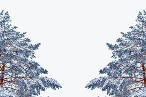 árvore de natal na neve isolada em um fundo branco. cartão de saudação. foto