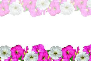 flores de petúnia isoladas no fundo branco foto